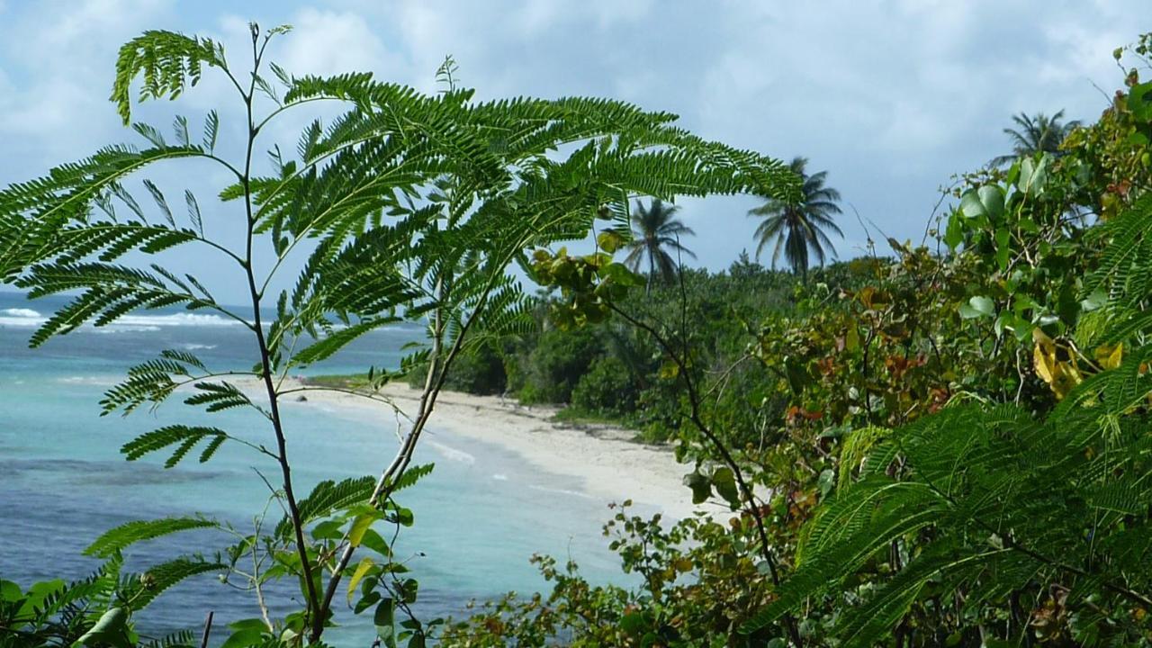 Surf Camp Kokoplaj, A 150M De La Plage Et Du Spot De Surf Sainte-Anne  Eksteriør billede